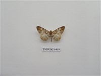 藏品(尺蛾141)的圖片